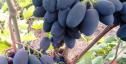 Очень ранний cорт винограда Доминик от -Бурдак А. В. фото id: 350047231