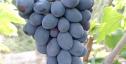 Очень ранний cорт винограда Доминик от -Бурдак А. В. фото id: 1608346799