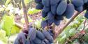 Очень ранний cорт винограда Доминик от -Бурдак А. В. фото id: 508669170