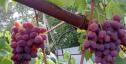 Очень ранний cорт винограда Велюр от -Криуля С.и Китайченко А. фото id: 1037155807