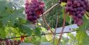 Очень ранний cорт винограда Велюр от -Криуля С.и Китайченко А. фото id: 831150977