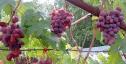 Очень ранний cорт винограда Велюр от -Криуля С.и Китайченко А. фото id: 1986475470