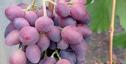 Ранний cорт винограда Лара от -Загорулько В. В. фото id: 289552324