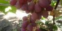 Очень ранний cорт винограда Изумление от -Столовые сорта и ГФ фото id: 1807214