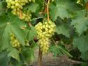 Ранний cорт винограда Кишмиш Столетие от -Кишмиши фото id: 1328898686