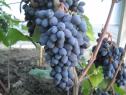 Ранний cорт винограда Кишмиш Юпитер от Кишмиши фото id: 1064248652