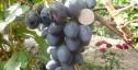 Очень ранний cорт винограда Кальмиус от -Карпушев А.В. фото id: 1836250590