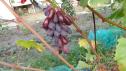 Средний cорт винограда Кинджер от -Карпушев А.В. фото id: 1130601145