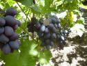 Очень ранний cорт винограда Краса Балок от -Столовые сорта и ГФ фото id: 1714664459
