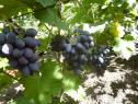 Очень ранний cорт винограда Краса Балок от -Столовые сорта и ГФ фото id: 169110351