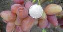 Очень ранний cорт винограда Криптон от -Карпушев А.В. фото id: 1645368193