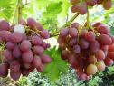 Фото №35 саженца черенка, винограда Ливия от Загорулько В. В.