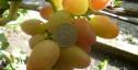 Ранний cорт винограда Лолита от -Гусев Сергей Эдуардович фото id: 1771399221