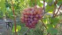 Очень ранний cорт винограда  Нежность от -Крайнов В. Н. фото id: 1127778860