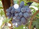 Средний cорт винограда Осенний чёрный от -Столовые сорта и ГФ фото id: 1610473661