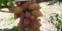 Ранний cорт винограда Оскар от -Карпушев А.В. фото id: 757107995