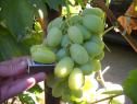 Средний cорт винограда Ойкумена от -Литвинов Г. М. фото id: 731897864