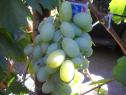 Средний cорт винограда Ойкумена от -Литвинов Г. М. фото id: 149015813