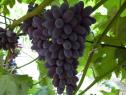 Ранний cорт винограда Кишмиш Юпитер от Кишмиши фото id: 423127562