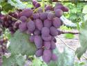 Очень ранний cорт винограда Забава от -Загорулько В. В. фото id: 866519039