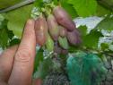 Раннесредний cорт винограда Маникюр Фингерс от -Япония Китай фото id: 103598751
