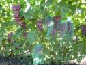 Ранний cорт винограда  Нинель от -Крайнов В. Н. фото id: 229001258