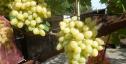 Очень ранний cорт винограда Лирика от -Криуля С.и Китайченко А. фото id: 1868700835