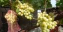 Очень ранний cорт винограда Лирика от -Криуля С.и Китайченко А. фото id: 1252797303