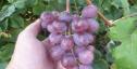 Ранний cорт винограда Кречет от -Криуля С.и Китайченко А. фото id: 228814463