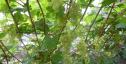 Очень ранний cорт винограда Соломия от -Кишмиши фото id: 1696758246