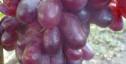 Очень ранний cорт винограда Рамина от -Бурдак А. В. фото id: 1076574970