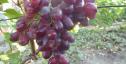 Очень ранний cорт винограда Рамина от -Бурдак А. В. фото id: 1661193201