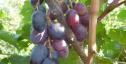 Ранний cорт винограда Императрица от -Калугин В. М. фото id: 1185683429