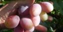 Ранний cорт винограда Императрица от -Калугин В. М. фото id: 6477249