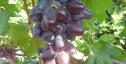 Раннесредний cорт винограда Алвика от -Калугин В. М. фото id: 219674930