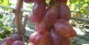 Очень ранний cорт винограда Огненный от -Калугин В. М. фото id: 239987255