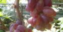 Очень ранний cорт винограда Огненный от -Калугин В. М. фото id: 768180676