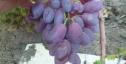 Раннесредний cорт винограда Торнадо от -Калугин В. М. фото id: 1512494570