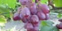Ранний cорт винограда Красная пуля  от -Калугин В. М. фото id: 1249531518
