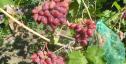 Очень ранний cорт винограда ЧЕРЕШНЕВЫЙ от -Пысанка О.М. фото id: 1655369173