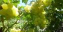 Очень ранний cорт винограда Цимус от -Пысанка О.М. фото id: 1817016500