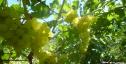 Очень ранний cорт винограда Цимус от -Пысанка О.М. фото id: 121427788