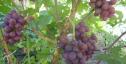 Очень ранний cорт винограда Ирис от -Криуля С.и Китайченко А. фото id: 244737990