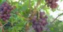 Очень ранний cорт винограда Ирис от -Криуля С.и Китайченко А. фото id: 2042616573