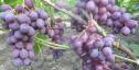 Очень ранний cорт винограда Катюша от -Калугин В. М. фото id: 1966917632