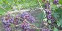 Очень ранний cорт винограда Катюша от -Калугин В. М. фото id: 1882223102