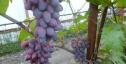 Очень ранний cорт винограда Малиновая заря от -Криуля С.и Китайченко А. фото id: 1994010356