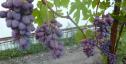 Очень ранний cорт винограда Малиновая заря от -Криуля С.и Китайченко А. фото id: 1509810255