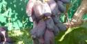 Очень ранний cорт винограда Натали от -Калугин В. М. фото id: 1167455330