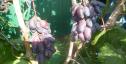 Очень ранний cорт винограда Натали от -Калугин В. М. фото id: 1482228006